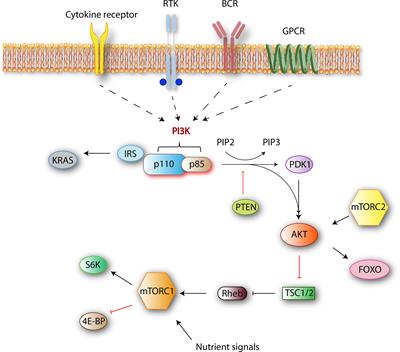 Frontiers | Phosphoinositide 3-Kinase Signaling In The Tumor ...